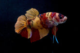 #4 (New Arrival) REAL GIANT KING Candy Tiger Nemo Koi -Male Plakat Betta Fish - High Quality Live Aquarium Male Betta Fish